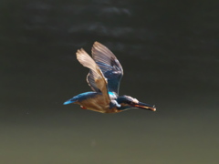 お魚獲れたよ 37