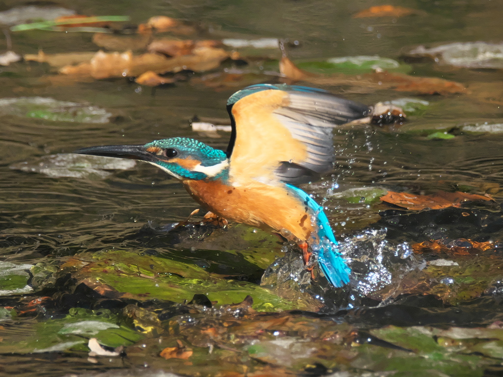 浮上 202（父親）