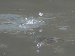 ダイブ 11（父親 潜水中）