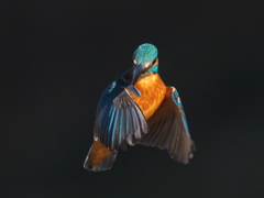 ホバ 22-2（父親）