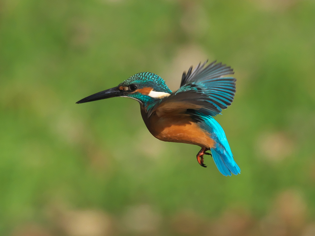 ホバ 24（父親）