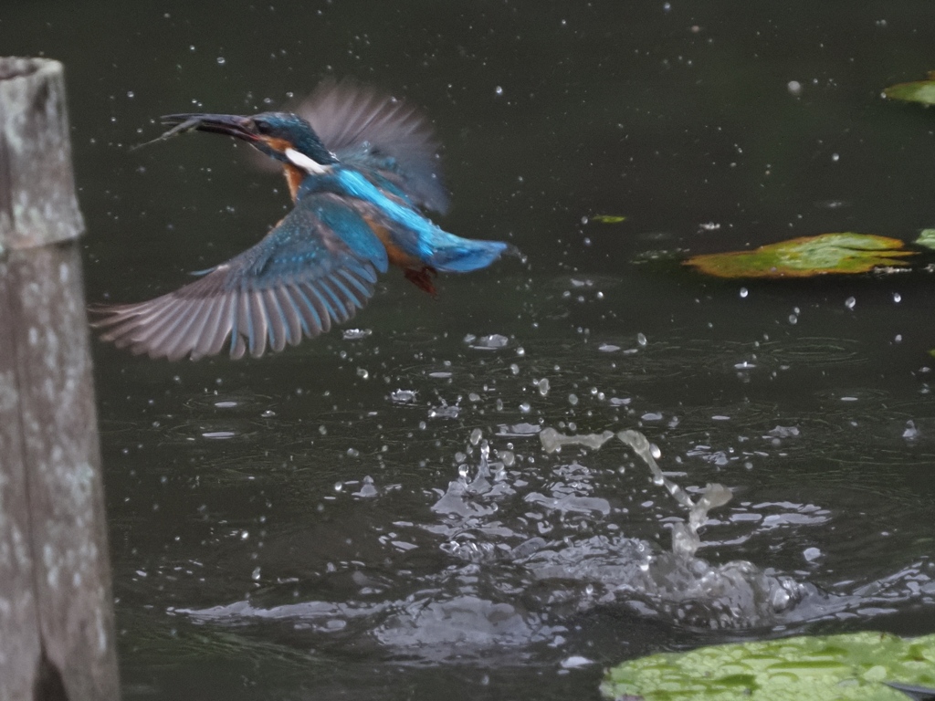 エビ獲れたよ 6