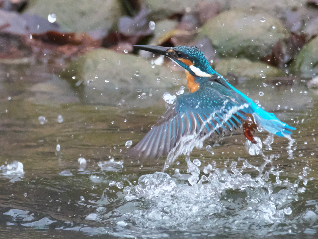 浮上 355（父親）