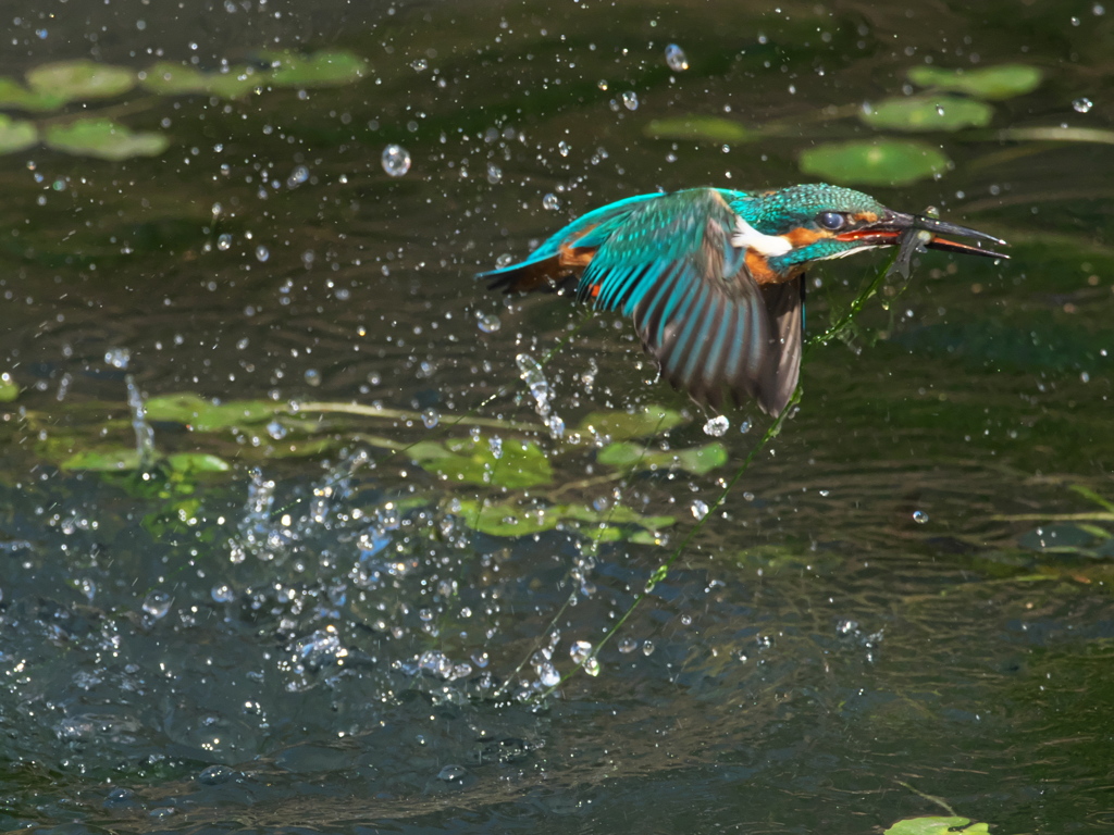 浮上 457-2（父親）