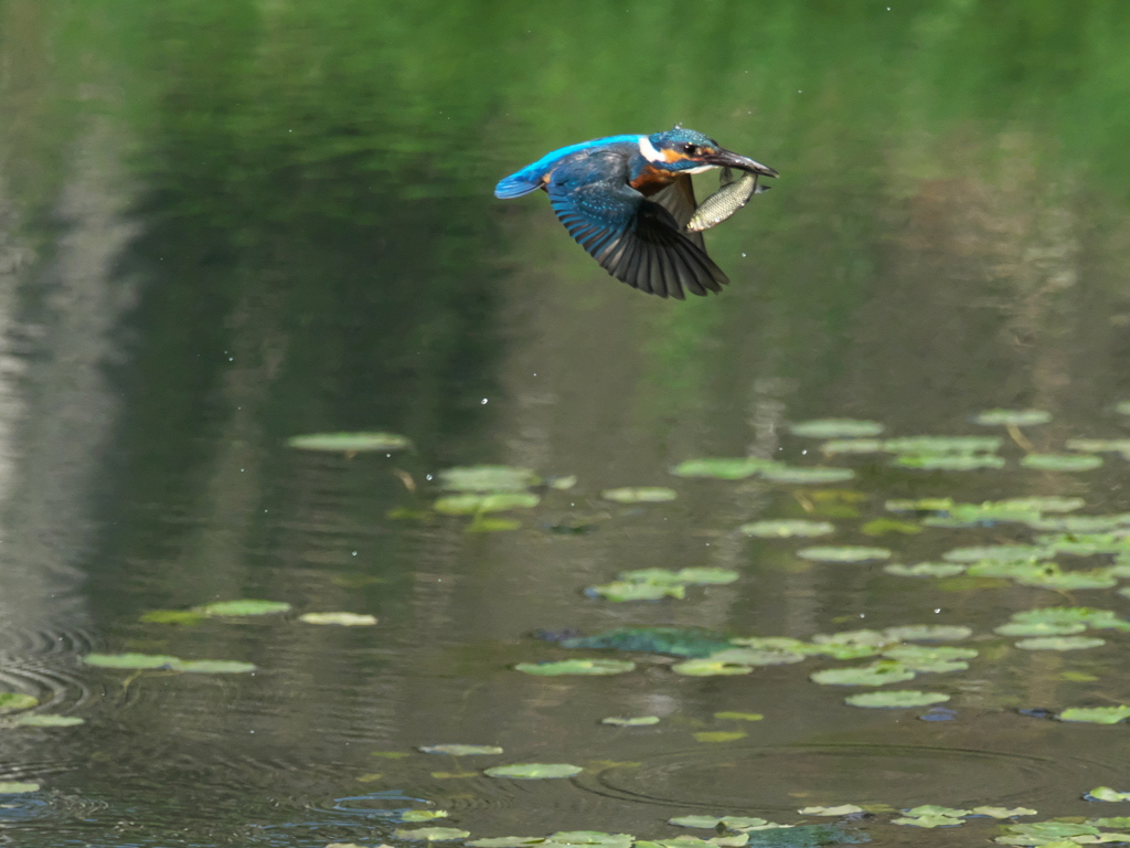 お持ち帰り 4-2（父親）