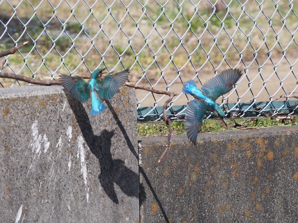 こんな写真をもっと撮りたい