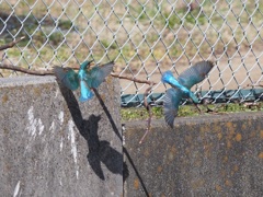 こんな写真をもっと撮りたい