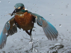 浮上 209（父親）