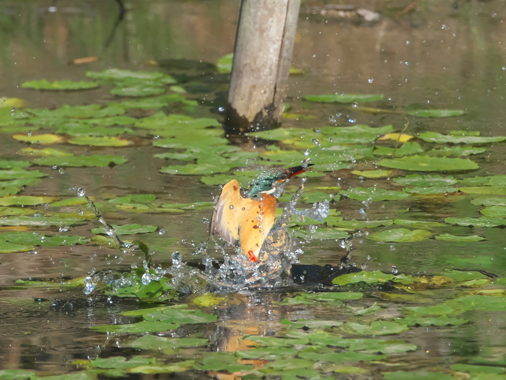 浮上 175-1（嫁候補）