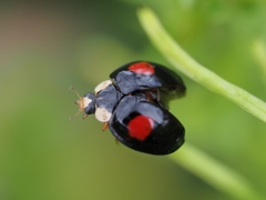 玄関から5mの世界（虫）ナミテントウ