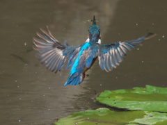 エビ獲れたよ 22-2（父親）