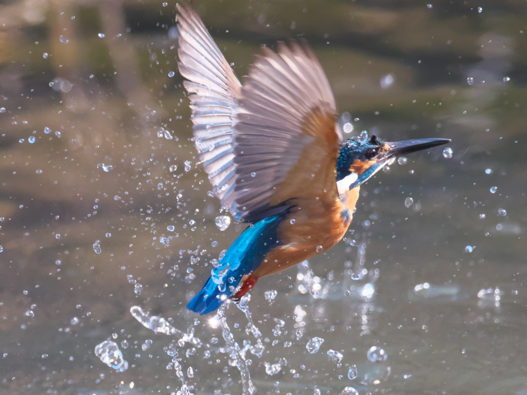浮上 304（父親）