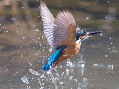浮上 304（父親）