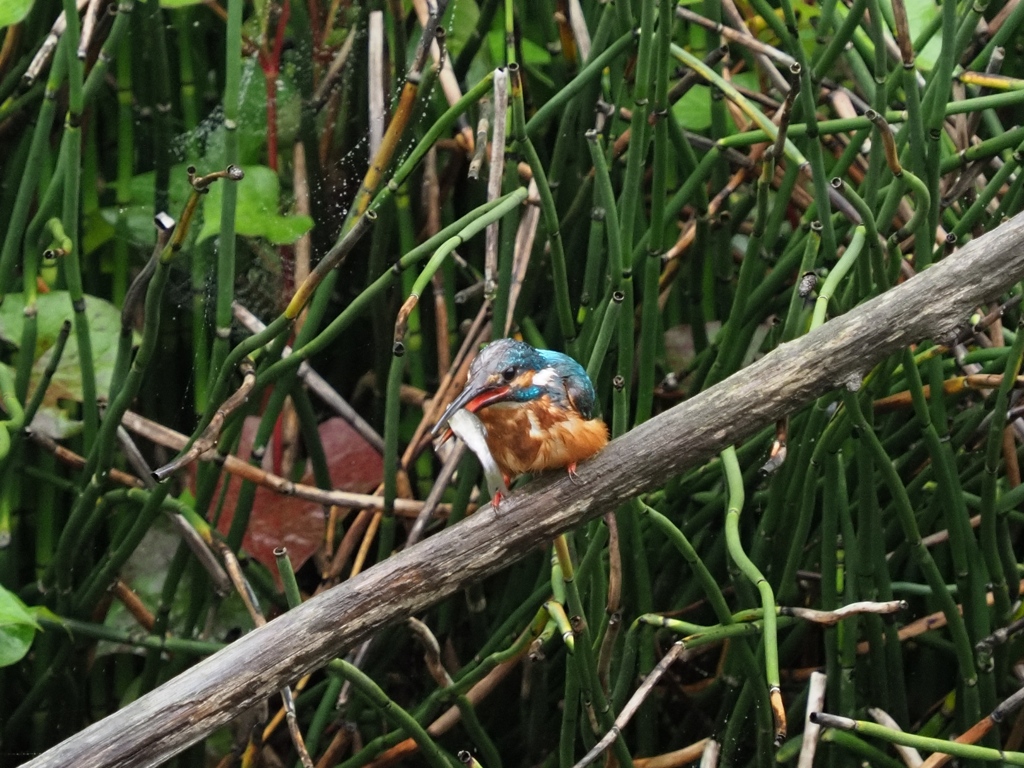 お魚採れたよ 6-3