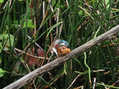 お魚採れたよ 6-3