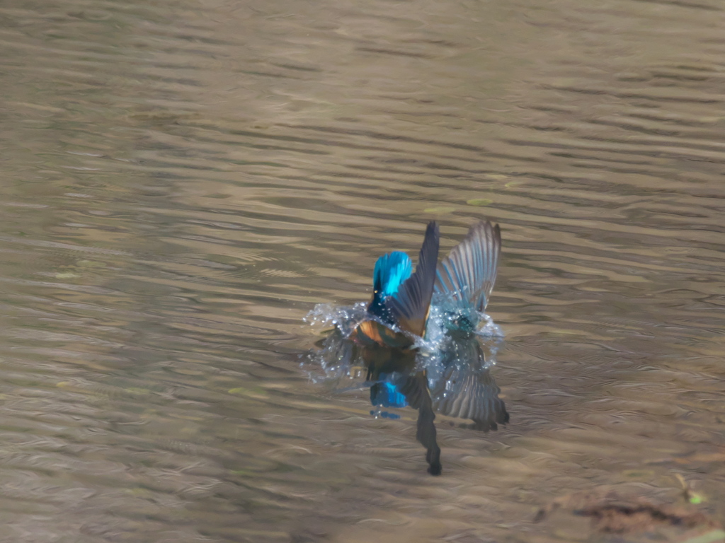 飛び込みシーケンス 32-1（父親）