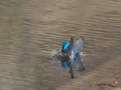 飛び込みシーケンス 32-1（父親）