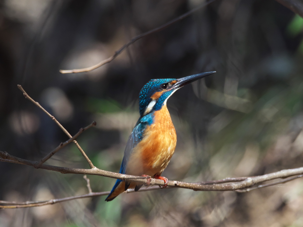 止り木 155（父親）