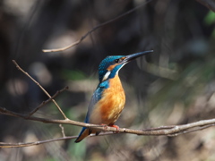 止り木 155（父親）