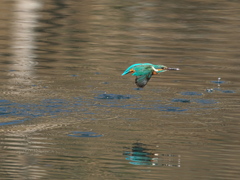 浮上 414-3（父親）