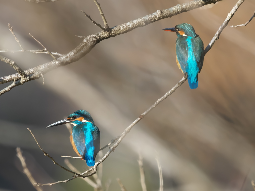 止り木 343（雄と雌）