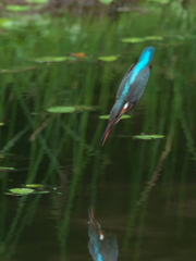 飛び込みシーケンス 21-1（父親）