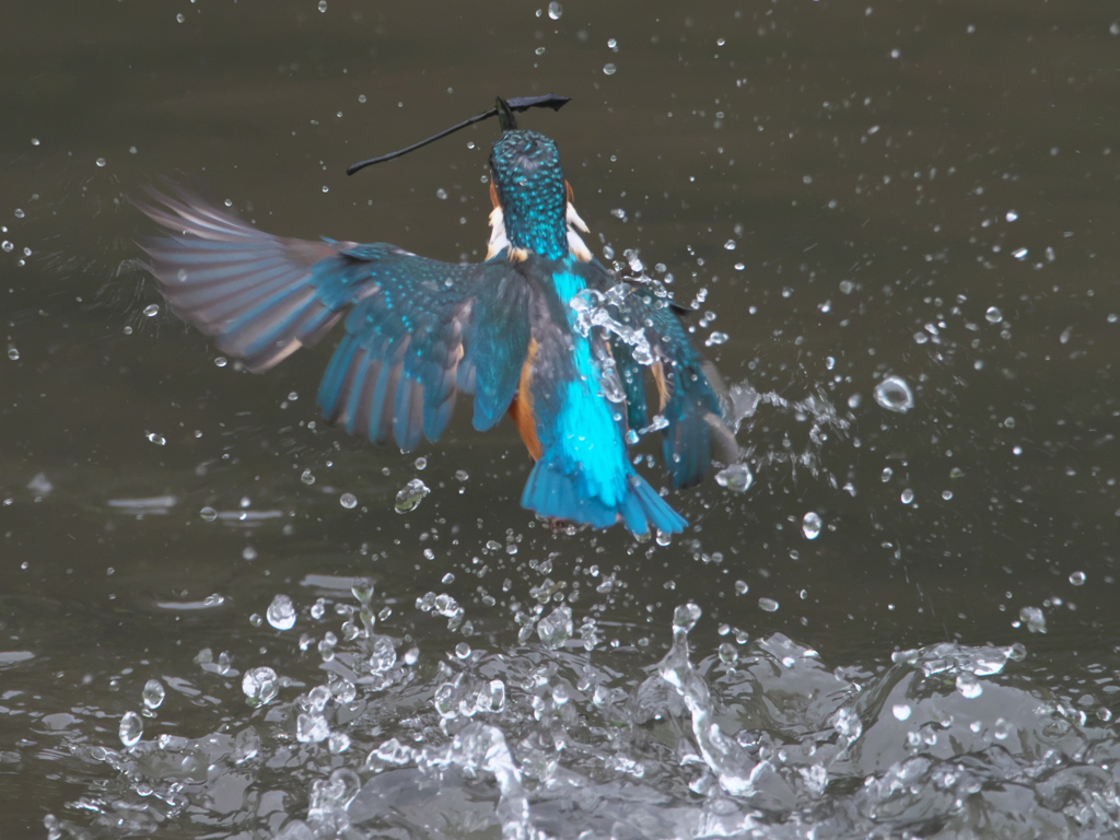 浮上 91-1（父親）