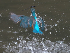 浮上 91-1（父親）