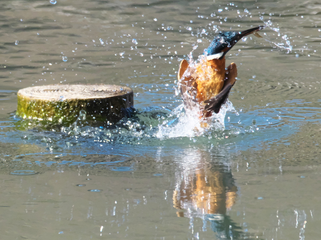 浮上 362-1（父親）