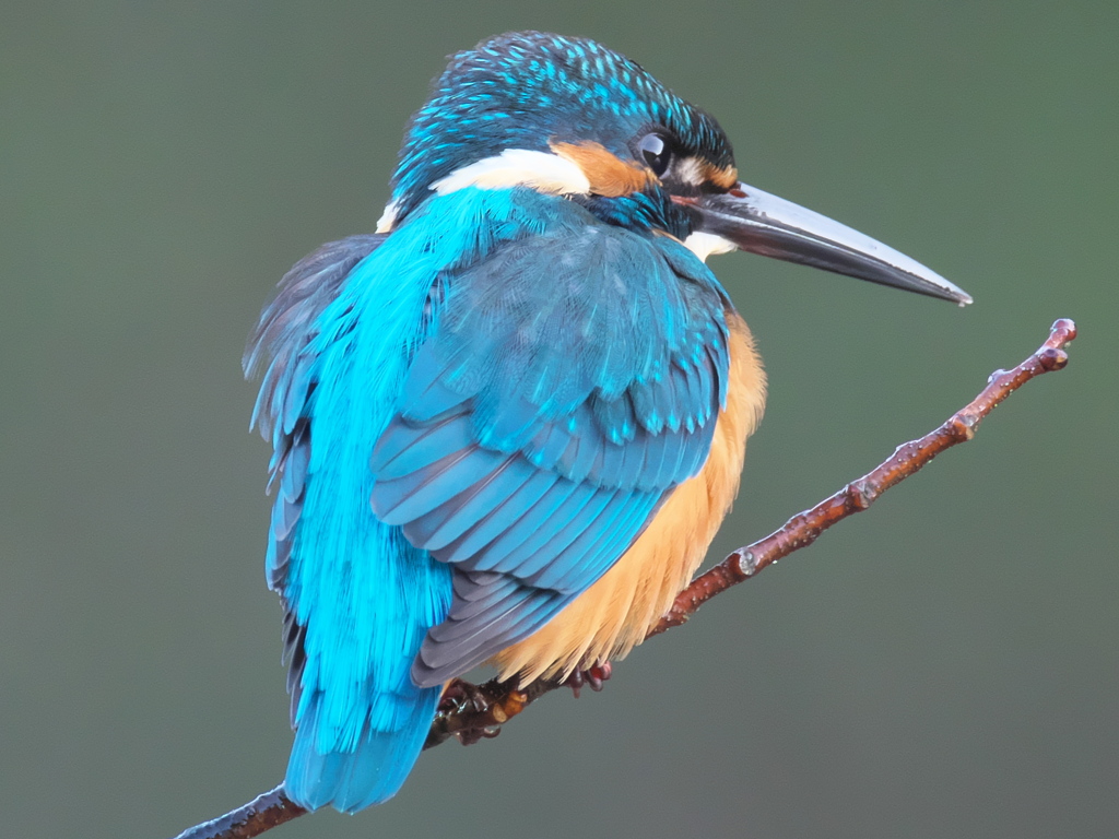 止り木 79（父親 メタル嘴）