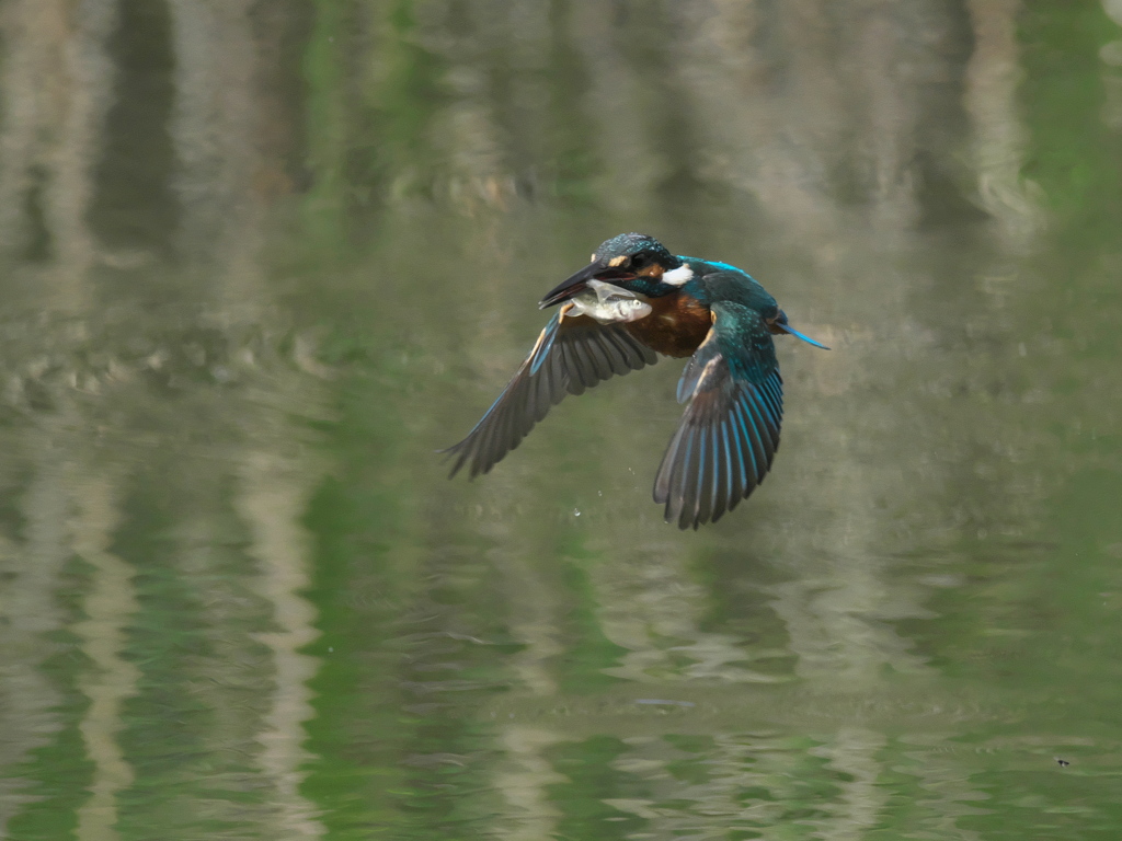 お魚獲れたよ 30