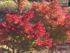 カワセミ公園の紅葉 1