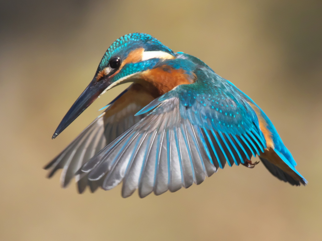 ホバ 20（父親）