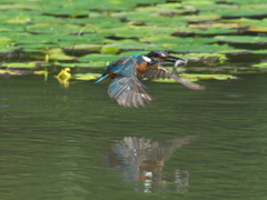お魚採れたよ 7（父親）