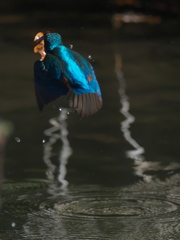 浮上 188（父親 枯葉とエビ）