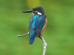 雛 17（遠くを見つめる）