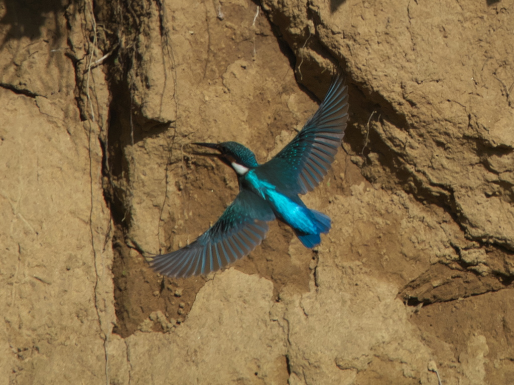 右往左往 1-3（黒い若雄）