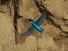 右往左往 1-3（黒い若雄）