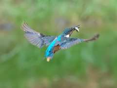 お魚獲れたよ 46