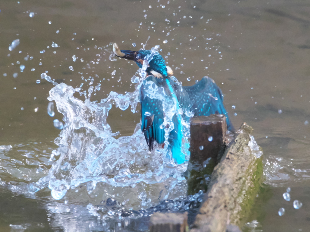 浮上 101-1（父親）