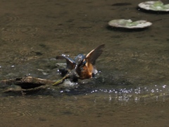 泥々シーケンス 1-2