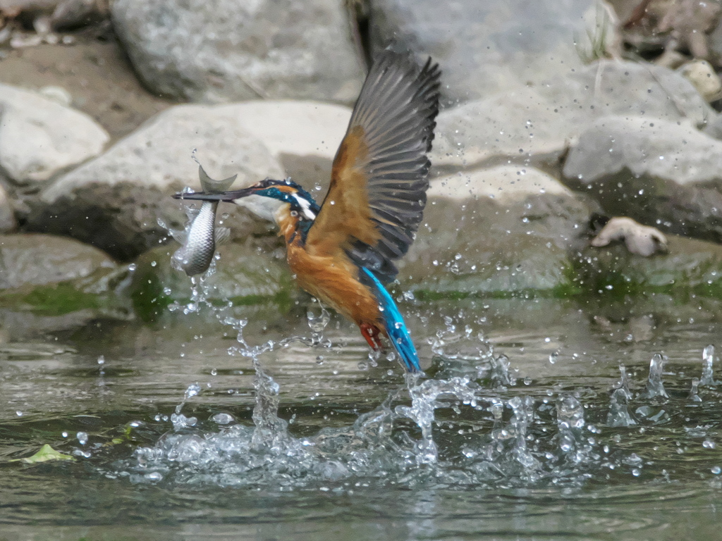 浮上 465-1（父親）
