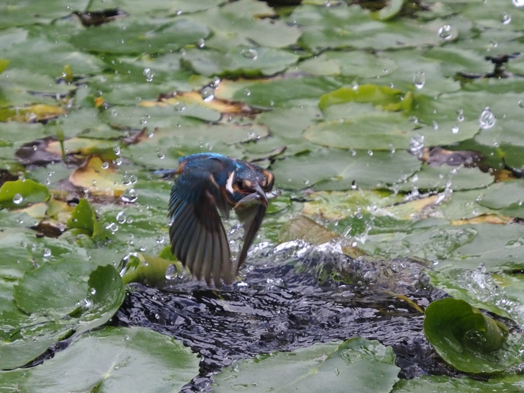 お魚採れたよ２-2