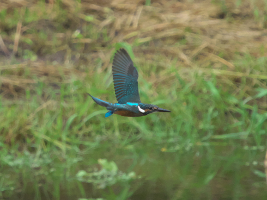 水平飛行 7-2（黒い若雄）