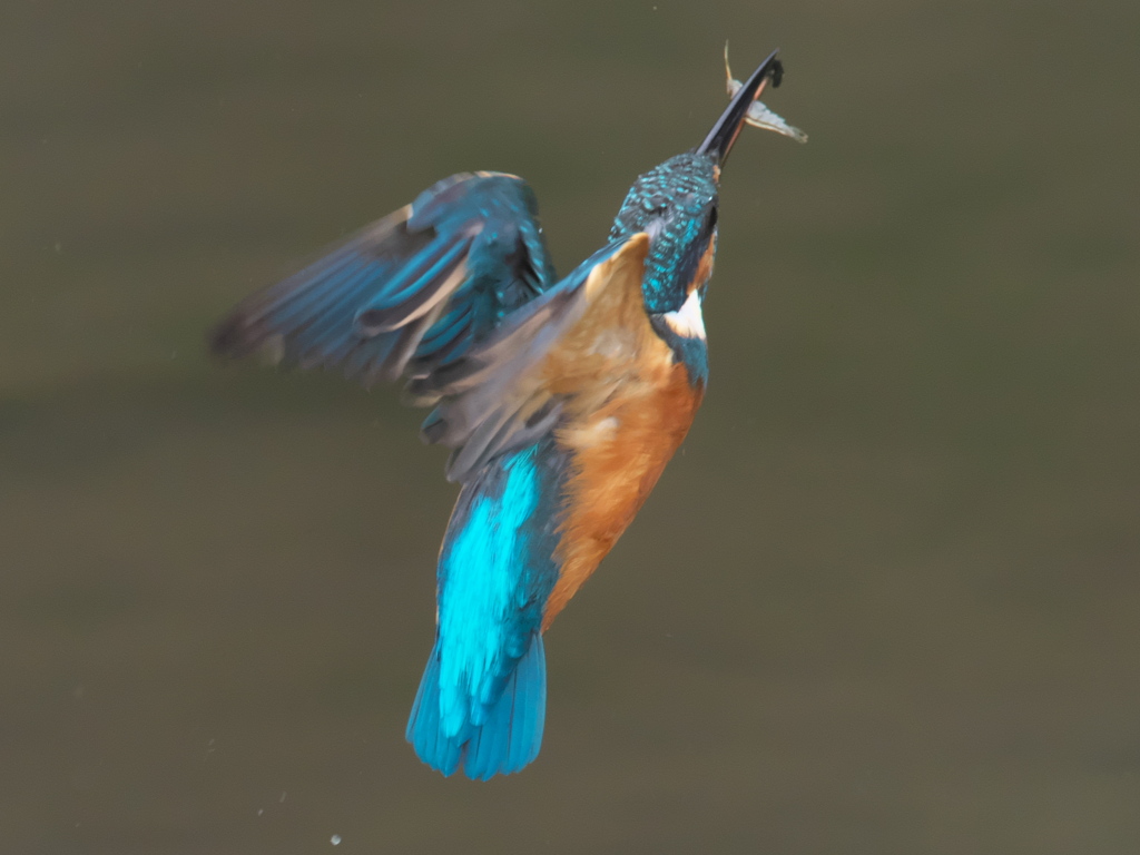 浮上 92（父親）