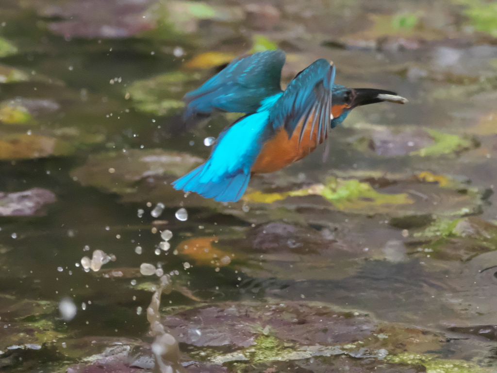 浮上 160（父親）