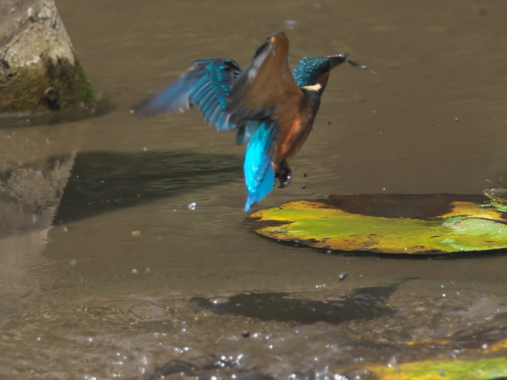 浮上 53-1（子 エビ獲れたよ）