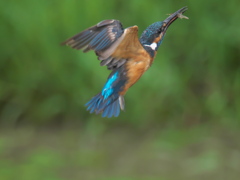 浮上 56-4（父親 エビ獲れたよ）