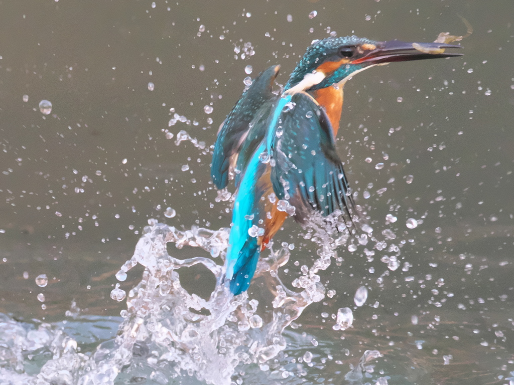 浮上 293（父親）