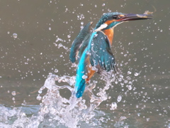 浮上 293（父親）